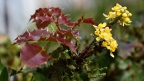 California Barberry (Berberis pinnata) - Flowers and New Leaves