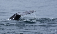 Fluke of a Gray Whale (Echrichtius robustus) off Newport Beach