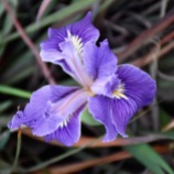 Madonna Too Iris -- a hybrid of the Douglas Iris (Iris douglasiana), a California native