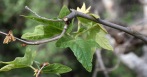 Sycamore (Platanus racemosa)