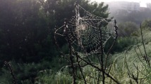 Early morning spider web