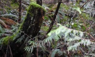Moss reclaims a tree stump in the British Columbia rainforest