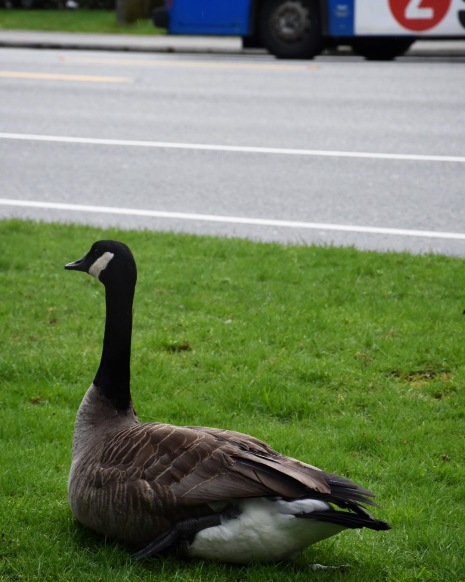 Canada Goose (Branta canadensis) resting on a street parkway